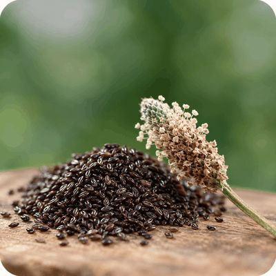 Psyllium Negro (Plantago afra L.)